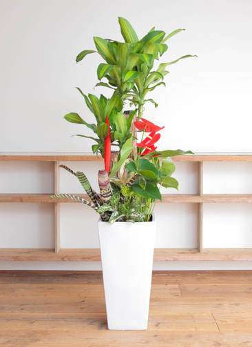 現品販売　ドラセナ　幸福の木　120cm　京都で手渡しの場合1,900円お値引き 1.jpg?1501087402