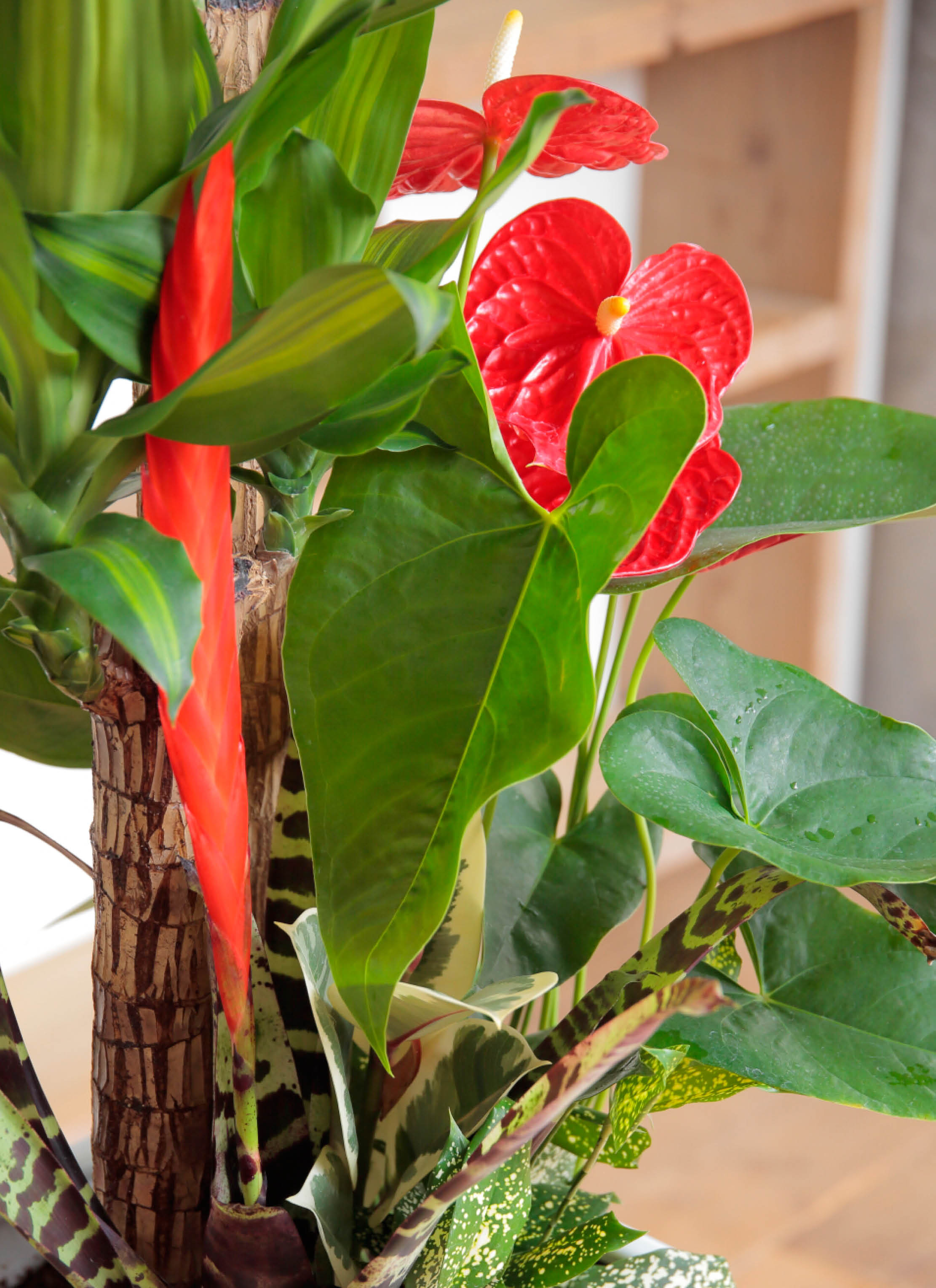 観葉植物 ドラセナ 幸福の木 10号 寄せ植え 角高陶器 | 観葉植物なら