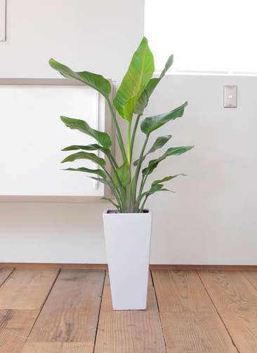 大型 オーガスタ 美形 3株仕立て 観葉植物 カッシーナ 京都人 1.jpg