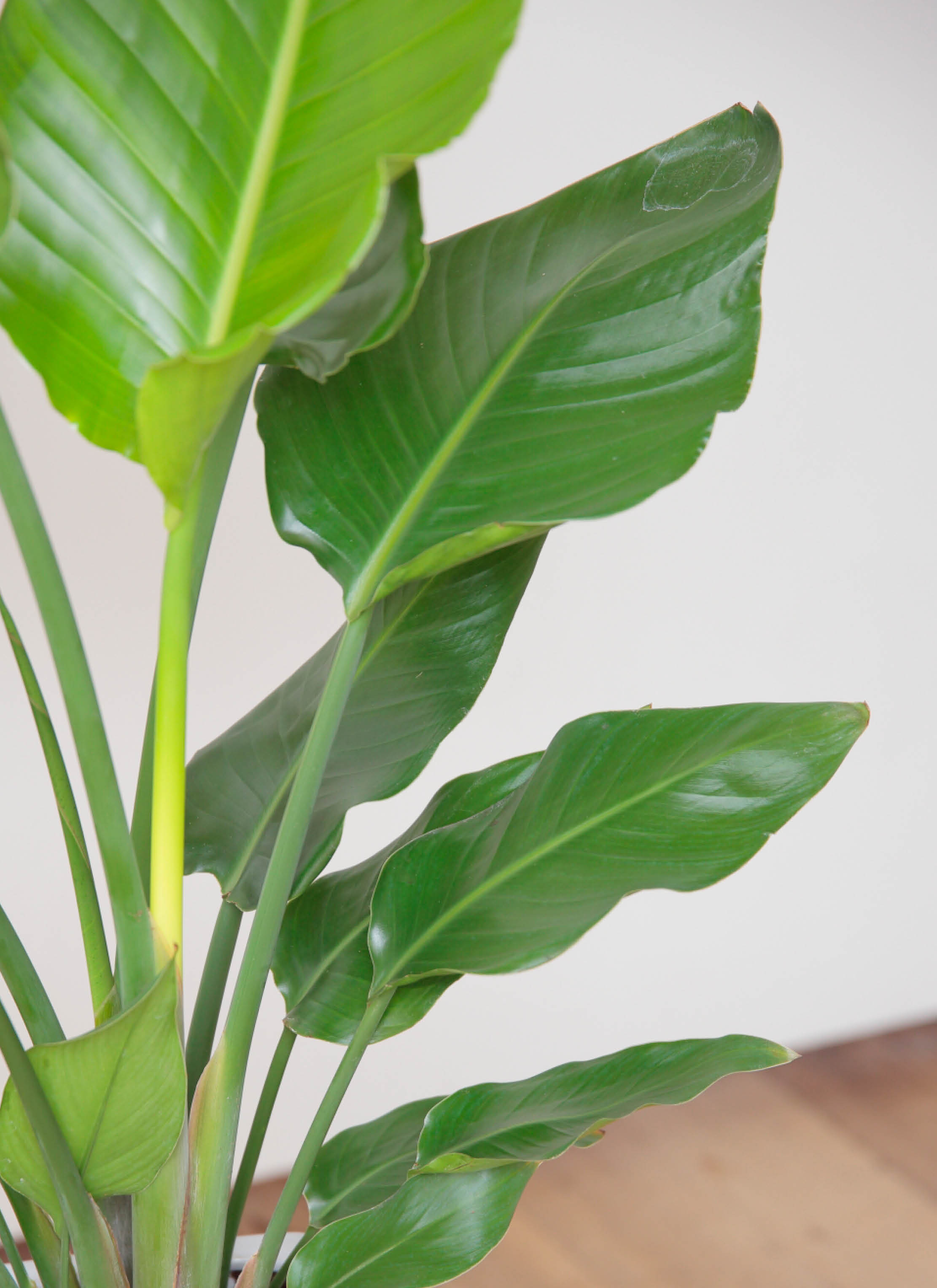 観葉植物 オーガスタ 7号 角高陶器 | 観葉植物ならHitoHana(ひとはな)