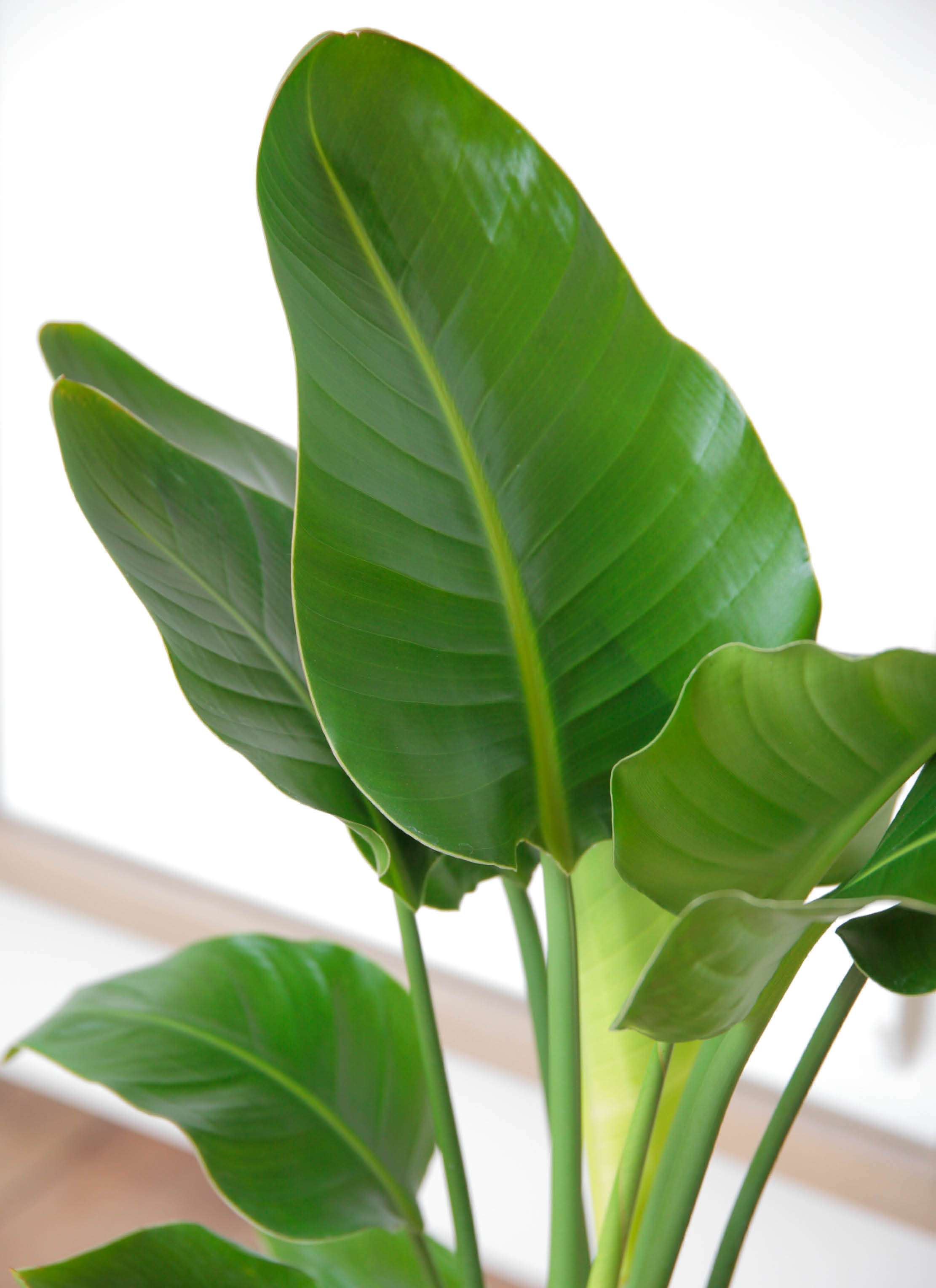 観葉植物 オーガスタ 7号 角陶器スリム | 観葉植物ならHitoHana(ひとはな) 観葉植物 オーガスタ 7号 角陶器スリム | 観葉植物ならHitoHana(ひとはな)