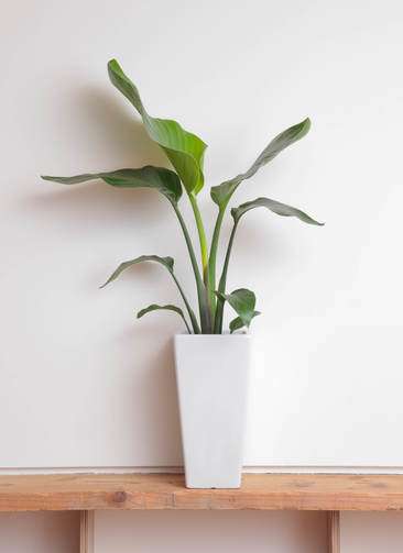 観葉植物 オーガスタ 6号 角高陶器 | 観葉植物ならHitoHana(ひとはな)