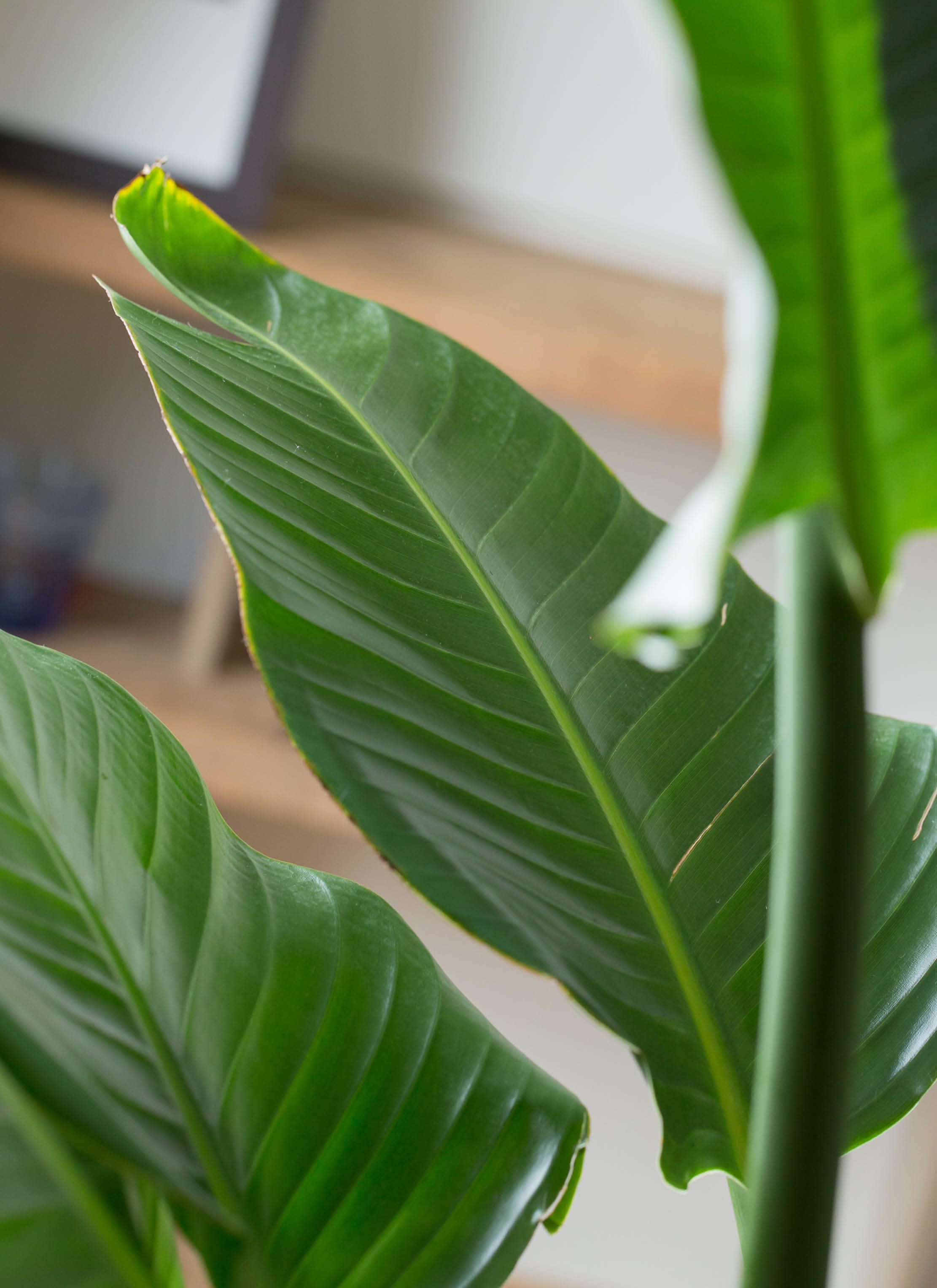 観葉植物 オーガスタ 10号 観葉植物 大型 オーガスタ 10号 | 移転祝い 開店祝い 法人ギフト販売の