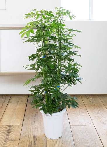 観葉植物 カポック（シェフレラ） 8号 ノーマル プラスチック鉢 | 観葉