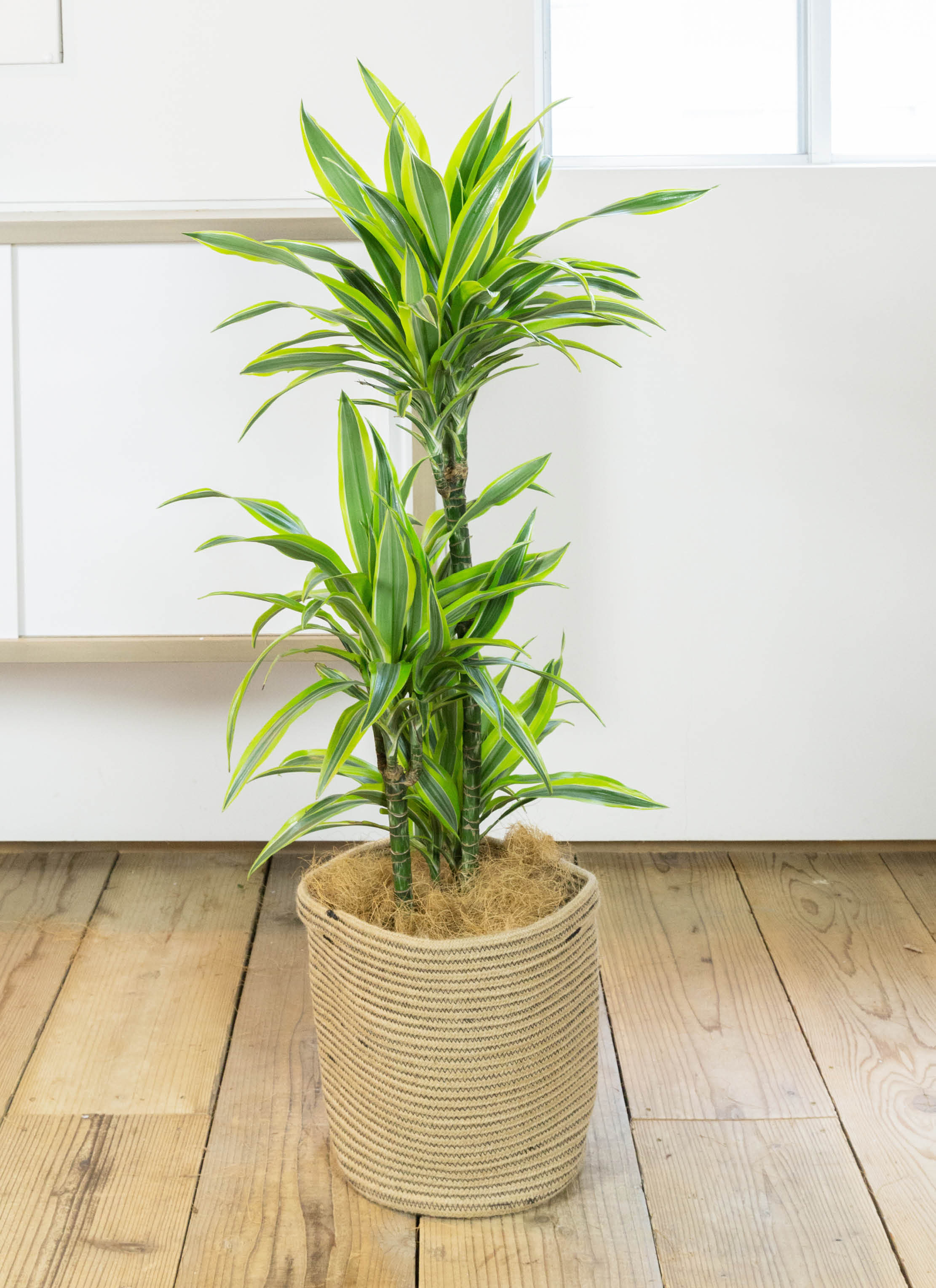 観葉植物 ドラセナ ワーネッキー レモンライム 8号 竹バスケット 付き