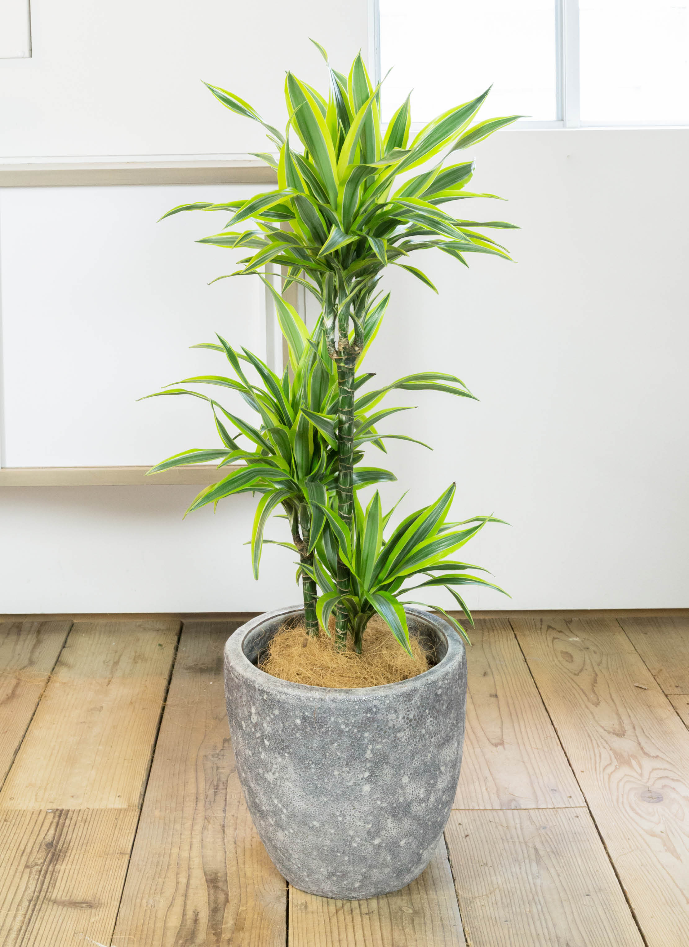 ドラセナ ワーネッキーレモンライム 8号 ボリューム株 美品 3 観葉植物 ドラセナ ワーネッキー レモンライム 8号 エコストーンwhite