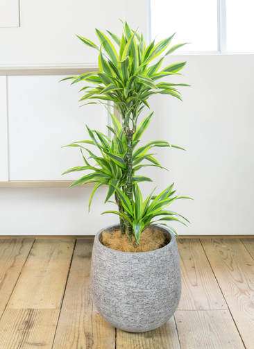 観葉植物 ドラセナ ワーネッキー レモンライム 8号 エコストーンGray