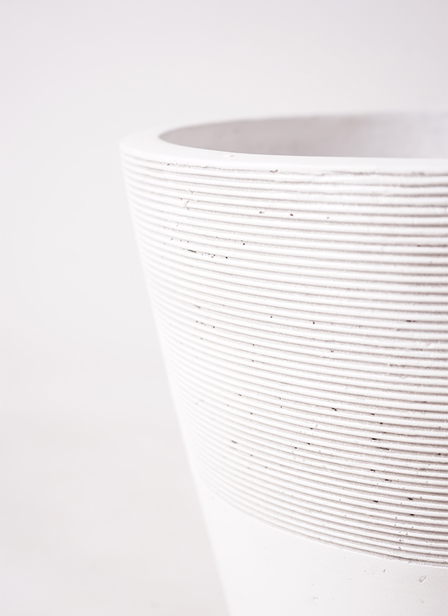 観葉植物 カポック（シェフレラ） 8号 ノーマル ジュピター 白