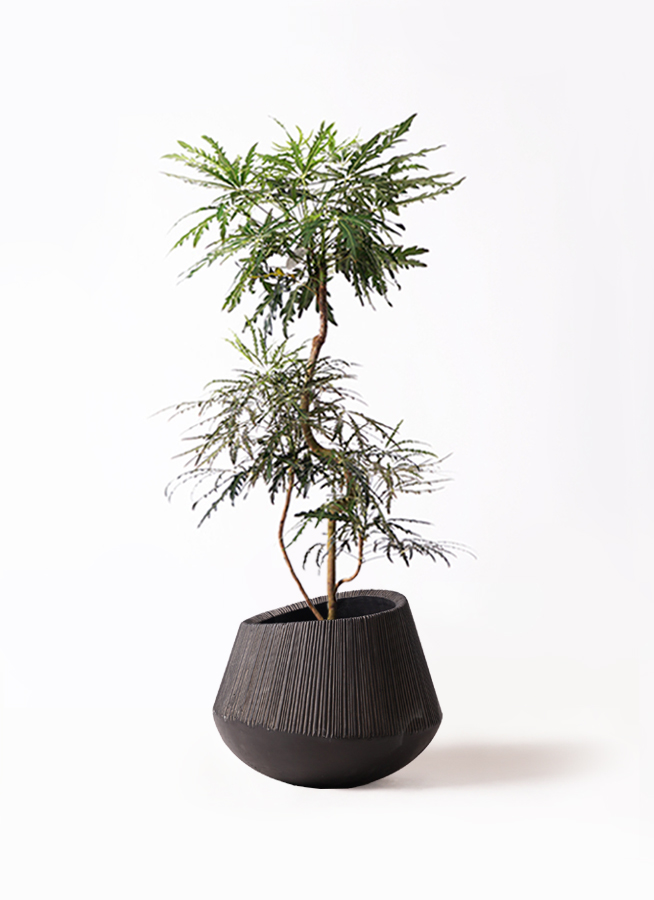 グリーン・アラレア　リビングサイズ！　曲がりー　高さ110ｃｍ 観葉植物 グリーンアラレア 8号 曲り エディラウンド 黒 付き | 観葉