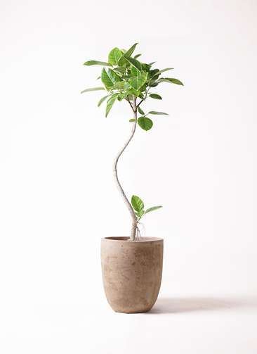 観葉植物 フィカス アルテシーマ 8号 曲り ルーガ アンティコ アルト