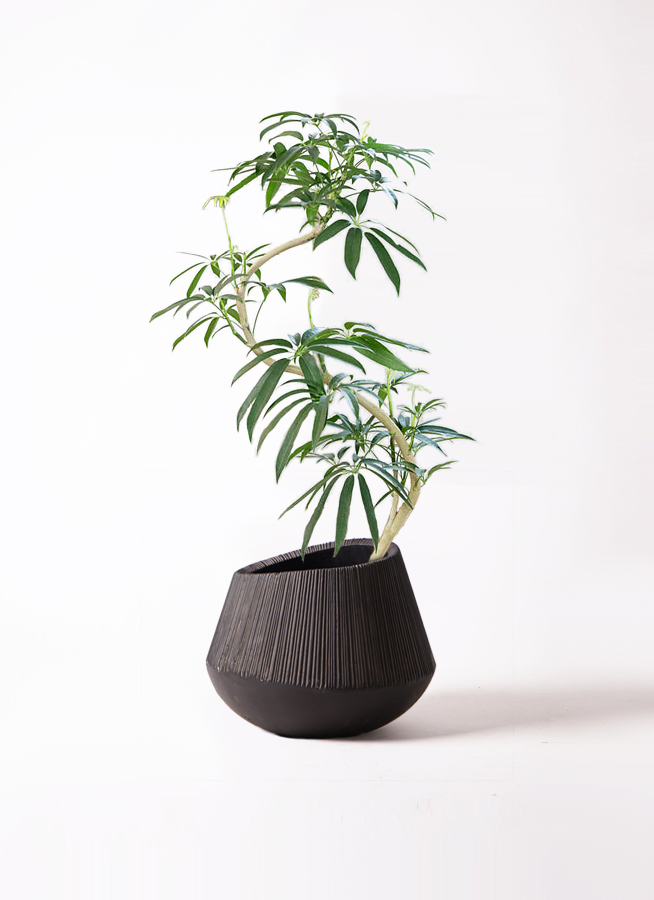 観葉植物 シェフレラ アンガスティフォリア 8号 曲り エディ