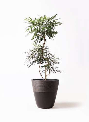 観葉植物 グリーンアラレア 8号 曲り ジュピター 黒 付き | 観葉植物