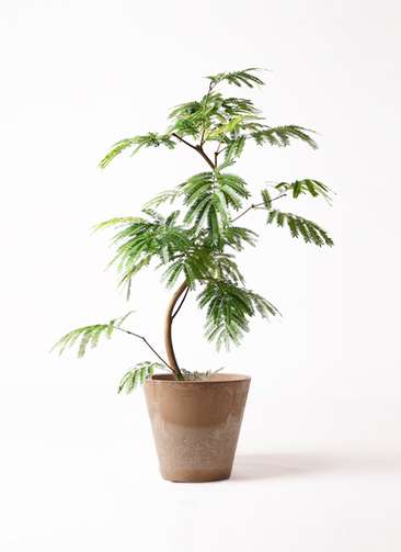 観葉植物 エバーフレッシュ 8号 曲り アートストーン ラウンド
