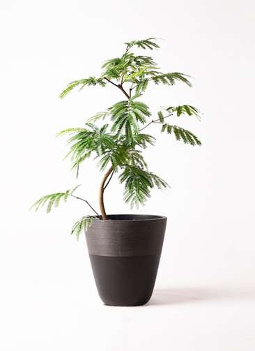観葉植物 エバーフレッシュ 8号 曲り ジュピター 黒 付き | 観葉植物