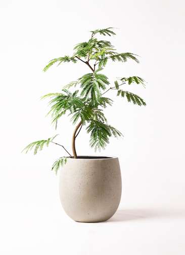 観葉植物 エバーフレッシュ 8号 曲り テラニアス バルーン