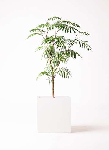 観葉植物 エバーフレッシュ 8号 ボサ造り バスク キューブ 付き | 観葉