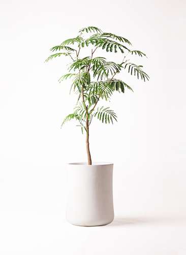 観葉植物 エバーフレッシュ 8号 ボサ造り バスク ミドル ホワイト 付き