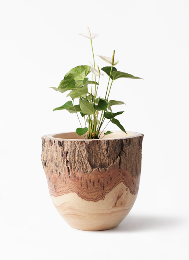 観葉植物 アンスリウム 6号 ホワイト Mango Wood マンゴーウッド フラワーベース 付き 観葉植物ならhitohana ひとはな
