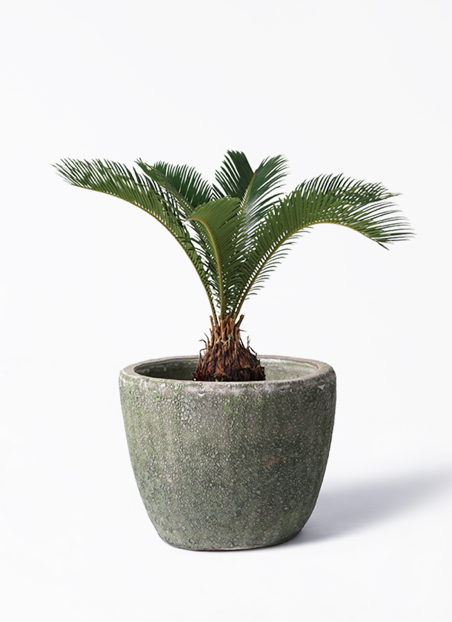 観葉植物 ソテツ（蘇鉄） / 4寸・約W40×H50～70cm
