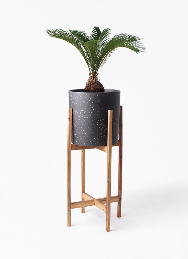 ソテツ 6号 | 観葉植物 | インテリアやギフトに - Hitohana（ひとはな）