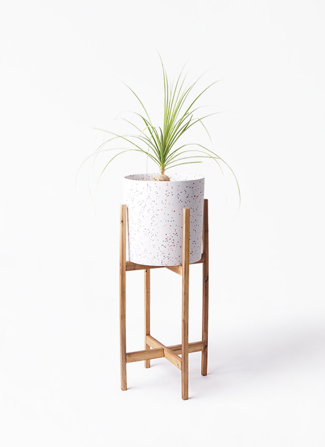 観葉植物 トックリラン 6号 ホルスト シリンダー スパークルホワイト ウッドポットスタンド 付き 観葉植物ならhitohana ひとはな