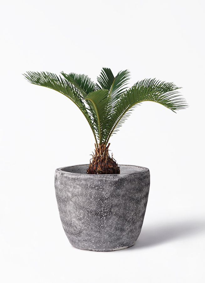 ソテツ 6号 | 観葉植物 | インテリアやギフトに - Hitohana（ひとはな）