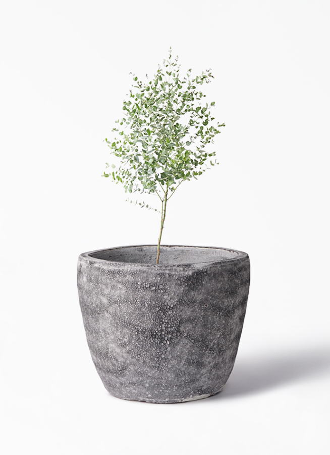観葉植物 ユーカリ 6号 グニー アビスソニア ミドル 灰 付き 観葉植物ならhitohana ひとはな