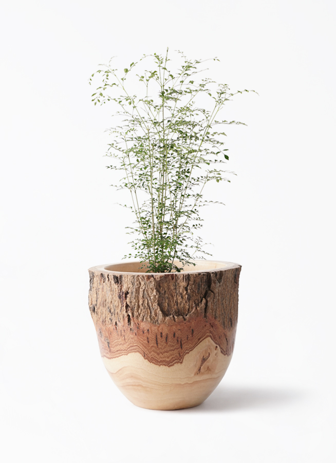 観葉植物 シマトネリコ 6号 Mango Wood(マンゴーウッド