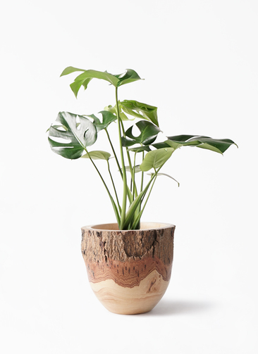 モンステラ　蕾付き 観葉植物 モンステラ 6号 ボサ造り Mango Wood(マンゴーウッド