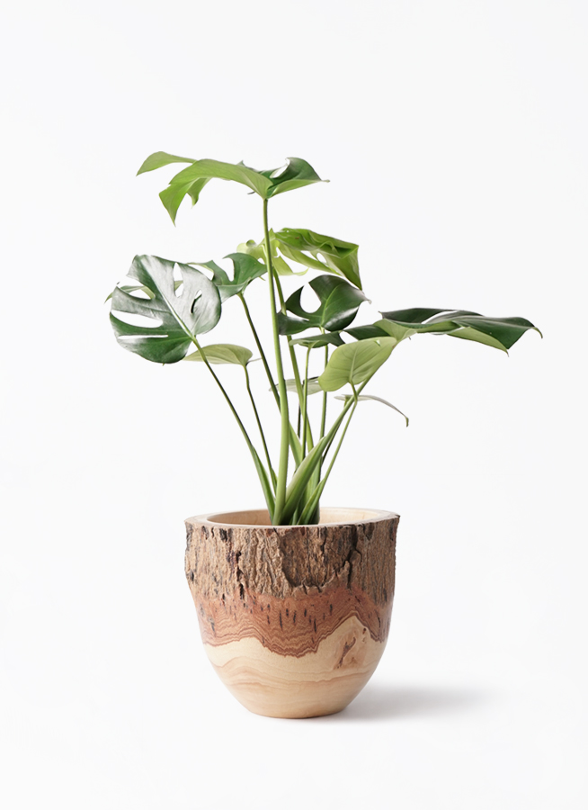 モンステラ 6号 | 観葉植物 | インテリアやギフトに - Hitohana（ひと