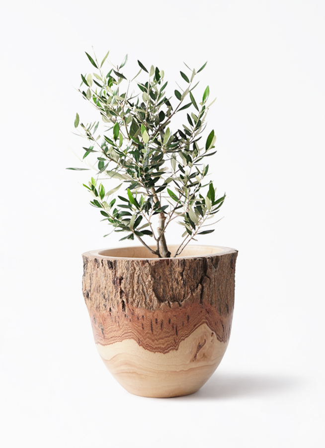 観葉植物 オリーブ 6号 コロネイキ プラスチック鉢 | 観葉植物なら