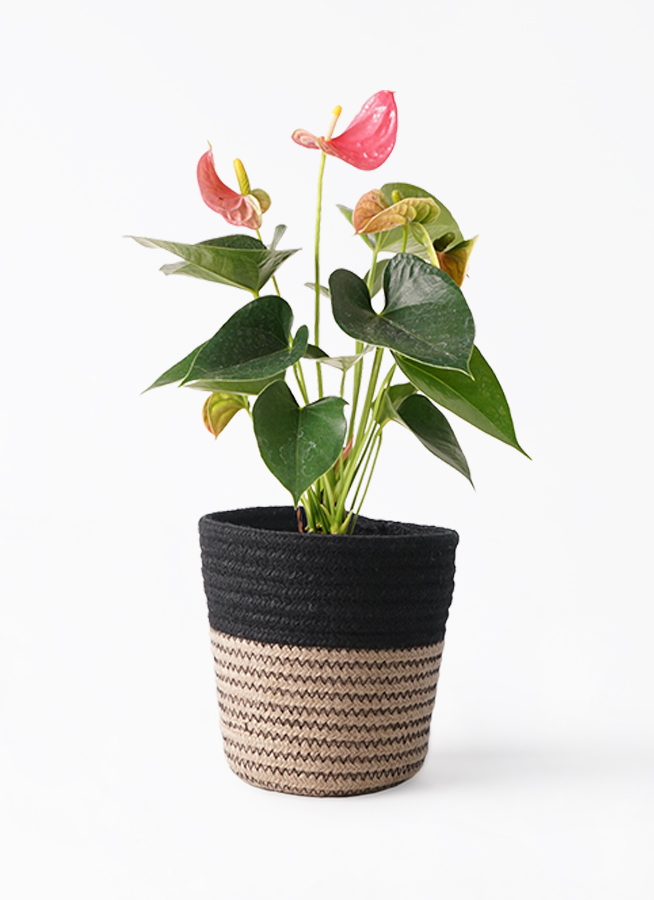 観葉植物 アンスリウム 4号 ピンク リア 青緑 M 付き | 観葉植物