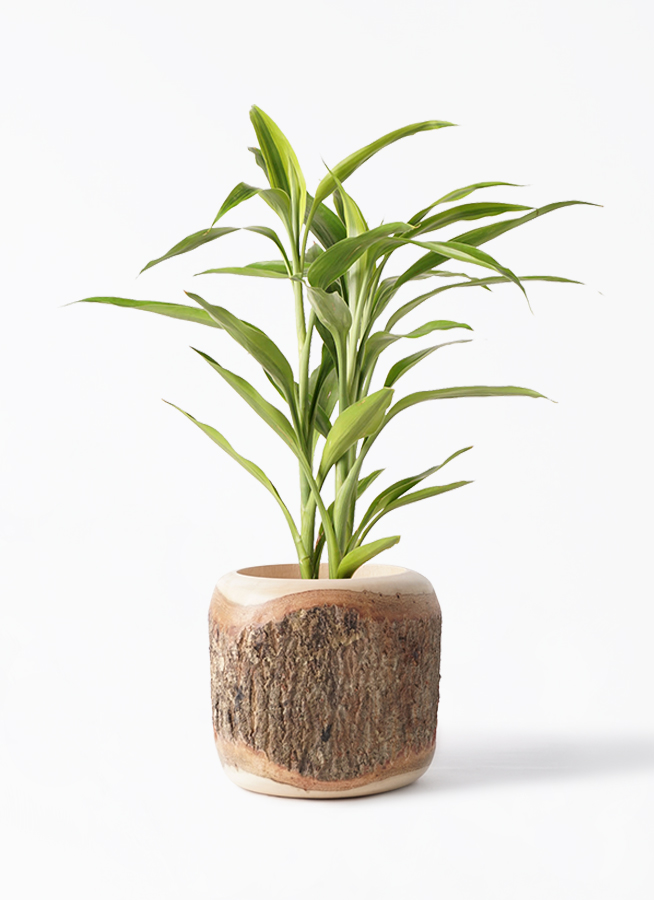 観葉植物 ドラセナ サンデリアーナ 4号 ゴールド ジュートポット
