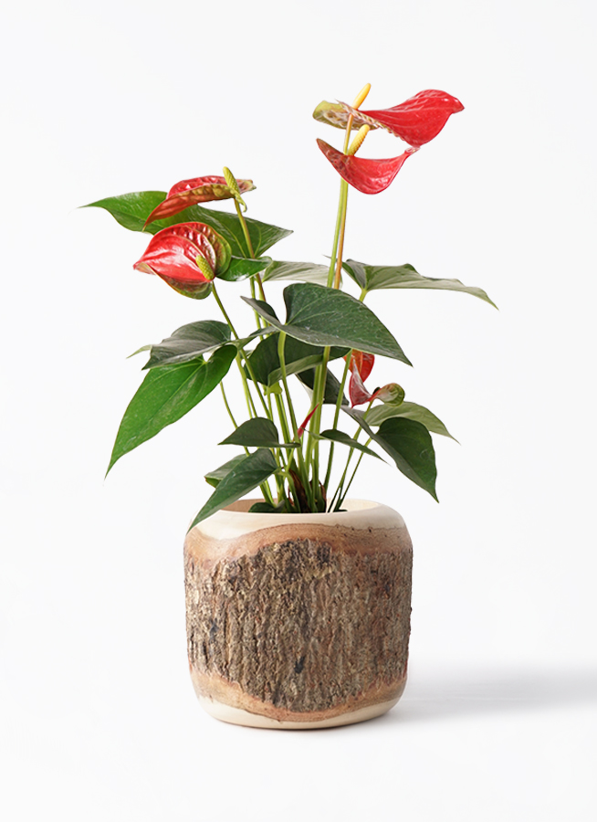 観葉植物 アンスリウム 4号 レッド プラスチック鉢 | 観葉植物