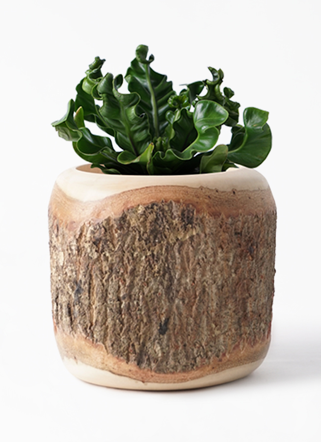 観葉植物 アスプレニウム 4号 Mango Wood マンゴーウッド 付き 観葉植物ならhitohana ひとはな