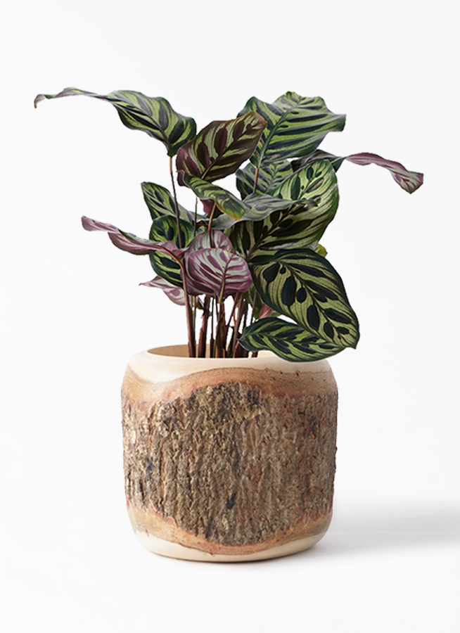 観葉植物 カラテア マコヤナ 4号 マコヤナ プラスチック鉢 | 観葉植物