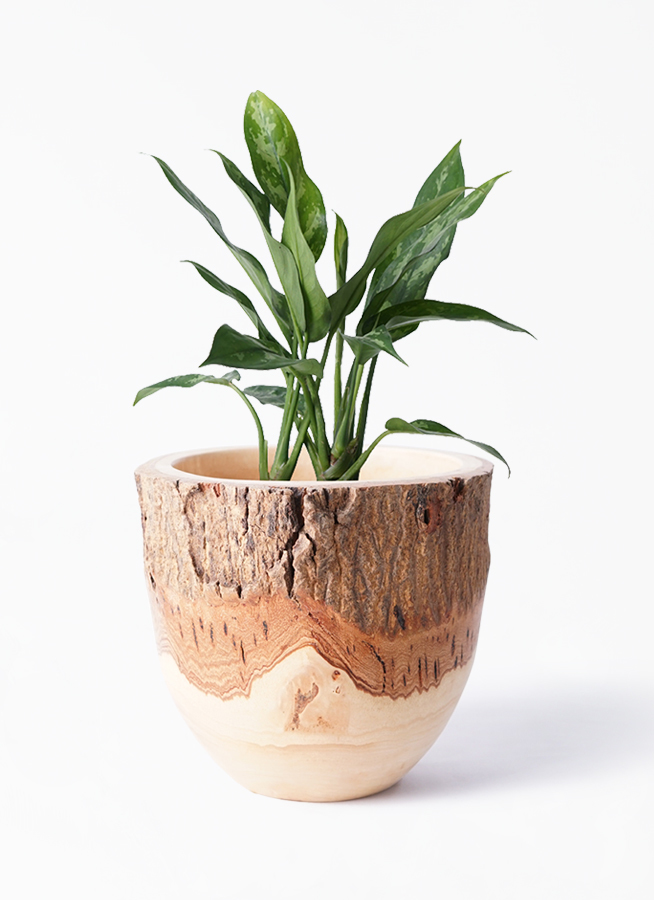 観葉植物 アグラオネマ 4号 Mango Wood マンゴーウッド フラワーベース 付き 観葉植物ならhitohana ひとはな 観葉植物 アグラオネマ 4号 Mango Wood マンゴーウッド フラワーベース 付き 観葉植物ならhitohana ひとはな