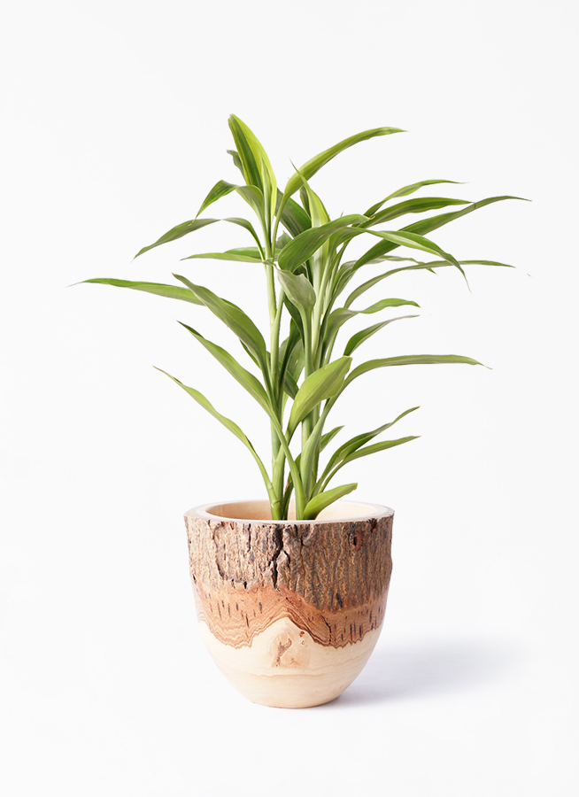 観葉植物 ドラセナ サンデリアーナ ゴールド 4号 Mango Wood マンゴーウッド フラワーベース 付き 観葉植物ならhitohana ひと はな
