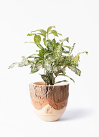 ★専用★　ドラセナ　オンベット Yahoo!オークション - 【激レア】Dracaena Ombet/ドラセナ