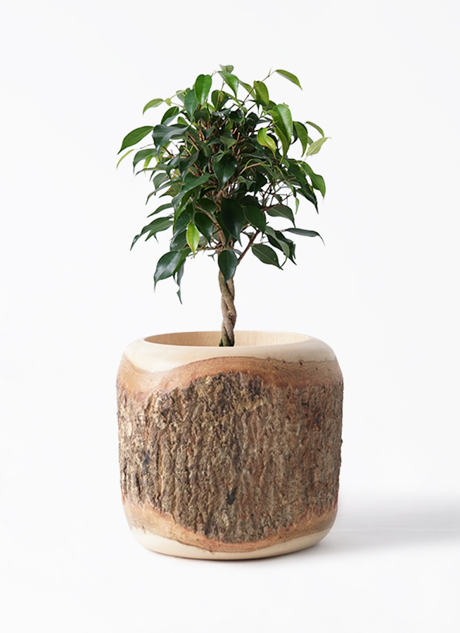 観葉植物 フィカス ベンジャミン 4号 玉造り ルーツ 15 H グレー 付き