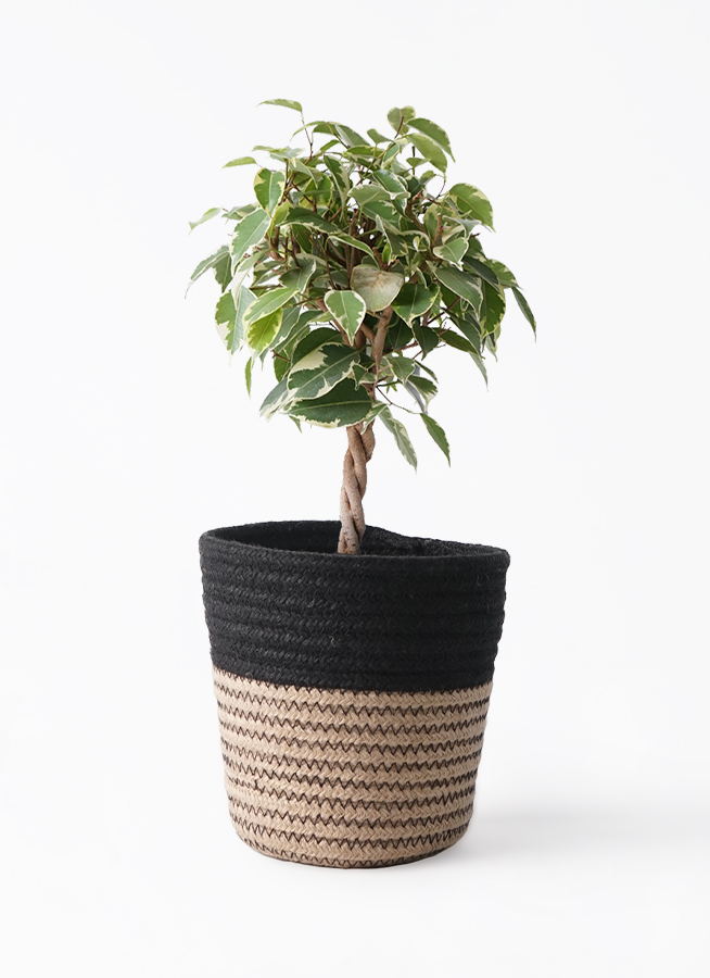 フィカス・ベンジャミン・ブラック ゴムの木 観葉植物 鉢下より140cm 観葉植物 フィカス ベンジャミン 4号 プリンセス プラスチック鉢