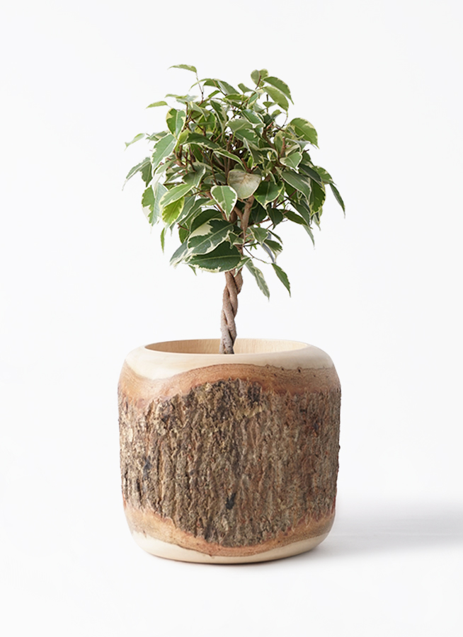 観葉植物 フィカス ベンジャミン 4号 プリンセス プラスチック鉢