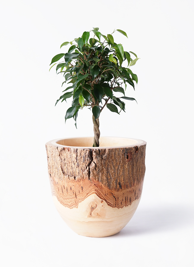 観葉植物 フィカス ベンジャミン 4号 玉造り オーセ 1 W ホワイト 付き