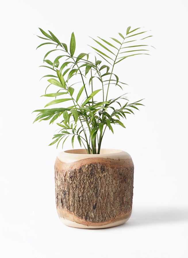 観葉植物 テーブルヤシ 4号 Mango Wood(マンゴーウッド) フラワー