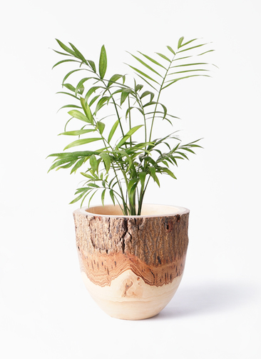 観葉植物 テーブルヤシ 4号 Mango Wood(マンゴーウッド