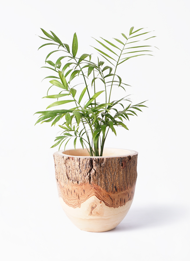 観葉植物 テーブルヤシ 4号 プラスチック鉢 | 観葉植物ならHitoHana