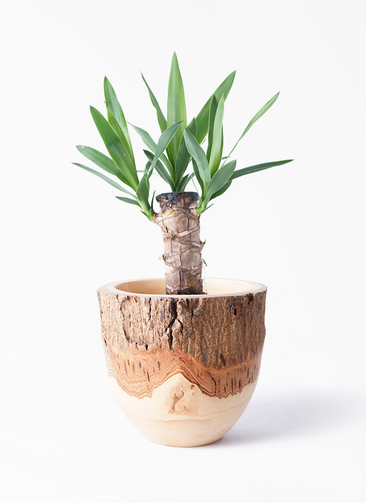 【海外限定】 yucca-517_1.jpg?1608546028 お椀・ボウル・鉢