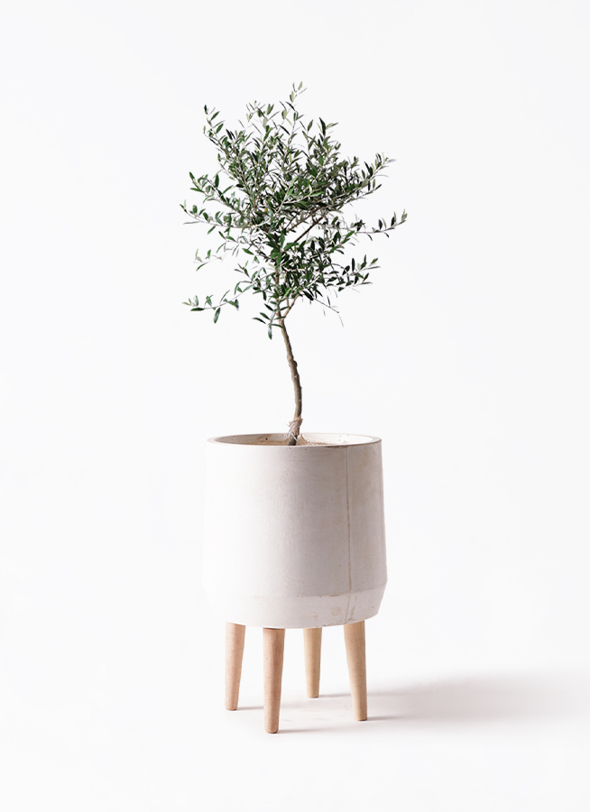 オリーブの木 7号 | 観葉植物 | 送料無料でお届け - Hitohana（ひとはな）