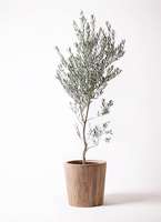 超特大　オリーブの木　バスケット芸術品　永遠の約束　特大 約37cm 観葉植物 オリーブ 10号 創樹 竹バスケット 付き | 観葉植物なら