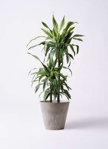 観葉植物 福岡県内限定 幸福の木】ドラセナ ワーネッキ　レモンライム 観葉植物 ドラセナ ワーネッキー レモンライム 6号鉢 観葉植物とは